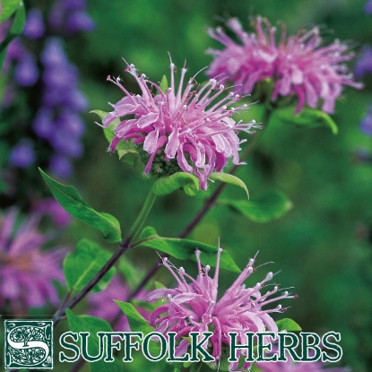 Picture of Wild Bergamot (Monarda fistulosa) P