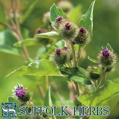 Picture of Greater Burdock (Arctium lappa)