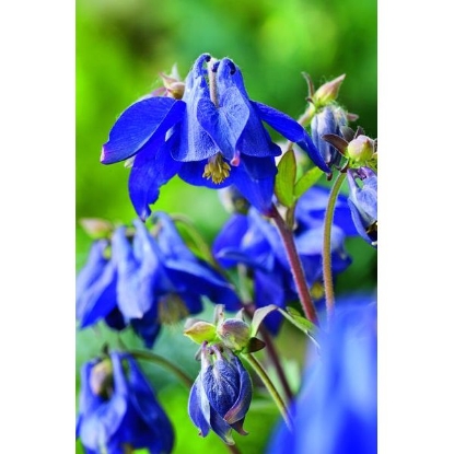 Picture of COLUMBINE (Aquilegia vulgaris) P-Po