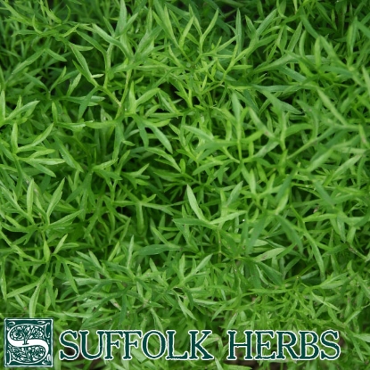 Picture of Herb Coriander Confetti