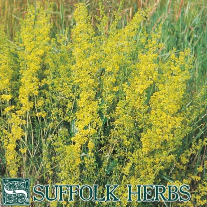 Picture of Ladys Bedstraw (Galium verum) P