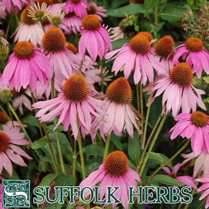 Picture of Echinacea Purple Coneflower