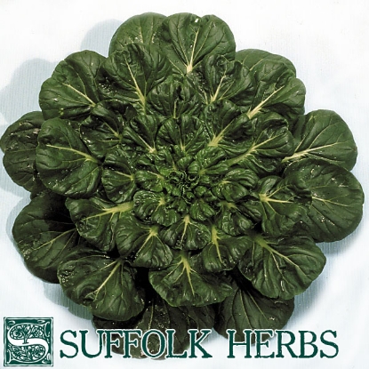 Picture of Tatsoi Rosette Pak Choi ORGANIC SEED