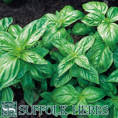 Picture of Classic Italian Basil (Ocimum basilicum) Organic Seed