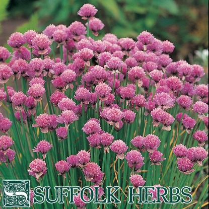 Picture of Chives (Allium schoenoparsum) - Organic Seed