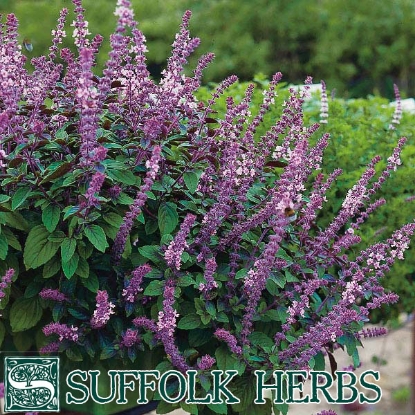 Picture of Dark Red Basil (Ocimum basilicum purpureum) Organic Seed