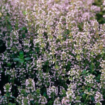 Picture of Thyme Common (Thymus vulgaris) Organic Seed P