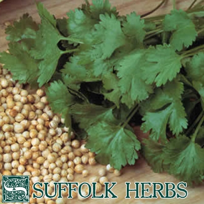 Picture of Coriander Cilantro (Coriandrum sativum) Organic Seed