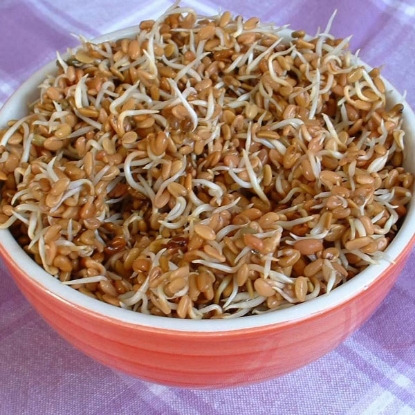 Picture of FENUGREEK - 50gm ORGANIC SEED