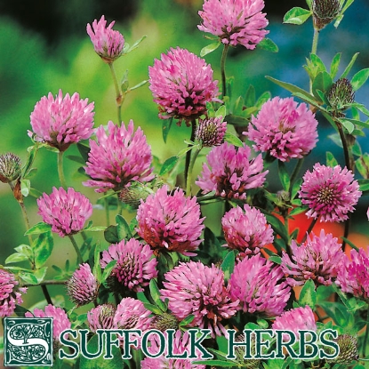 Picture of CLOVER RED - 50gm ORGANIC SEED