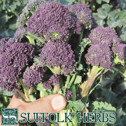 Picture of Broccoli Purple Sprouting Santee (ORGANIC SEED)