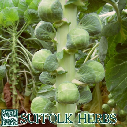 Picture of Brussels Sprout  Nautic F1 (ORGANIC SEED)