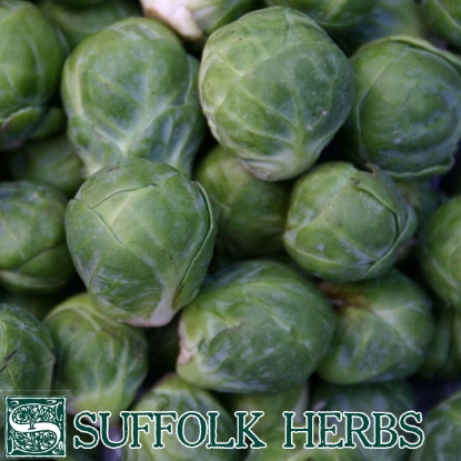 Picture of Brussels Sprout Groninger ORGANIC SEED