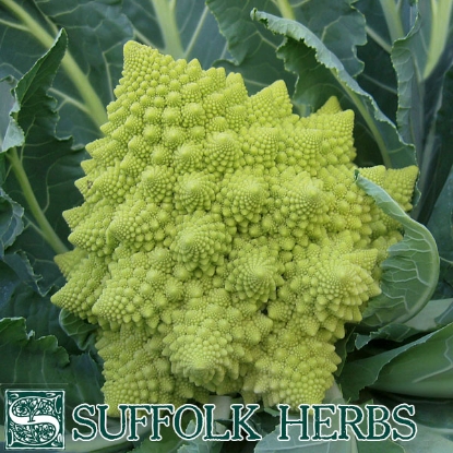 Picture of Cauliflower Romanesco Veronica ORGANIC SEED