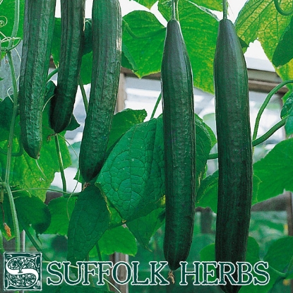 Picture of Cucumber Flamingo F1 Organic Seed