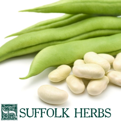 Picture of SALE - Dwarf French Bean Cannellino ORGANIC SEED