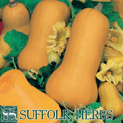 Picture of Winter Squash Butternut Waltham