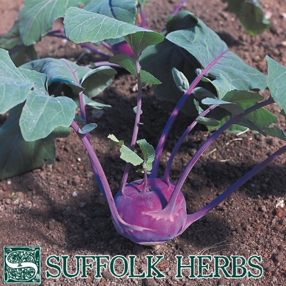 Picture of Kohl Rabi  Azur Star - Organic Seed