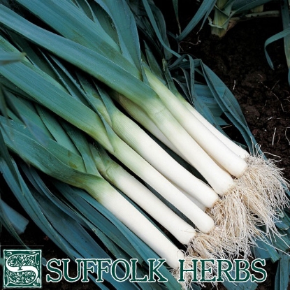 Picture of Leek Atlanta Organic Seed