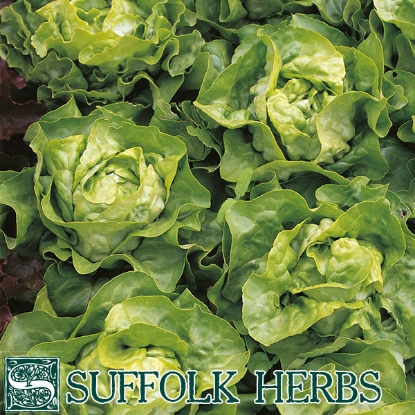 Picture of Lettuce Winter Crop ORGANIC SEED