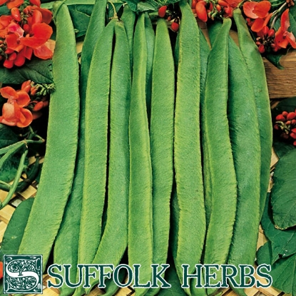 Picture of Runner Bean Scarlet Emperor ORGANIC SEED