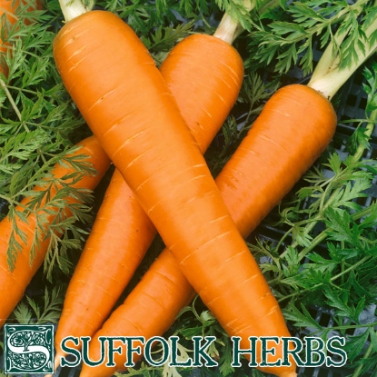 Picture of CARROT (Daucus carota) Flakkee ORGANIC SEED