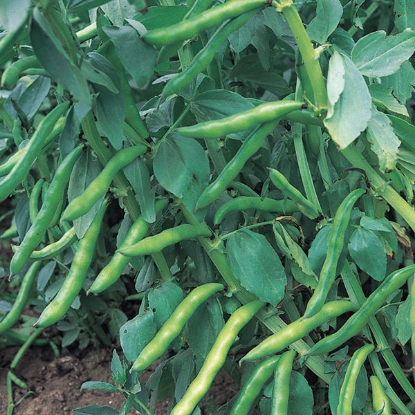 Picture of Broad Beans (Vicia faba) Super Aquadulce ORGANIC SEED