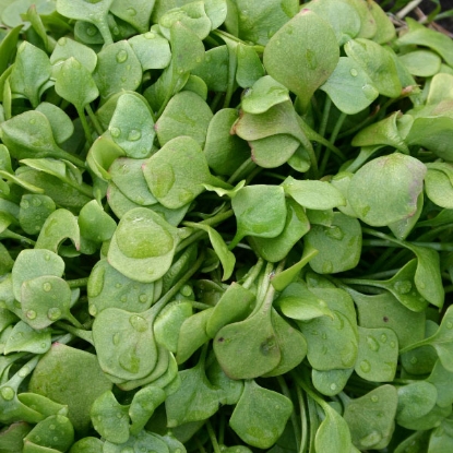 Picture of CLAYTONIA WINTER PURSLANE Miners Lettuce (Montia perfoliata) ORGANIC