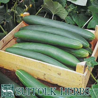 Picture of CUCUMBER Tanja ORGANIC SEED