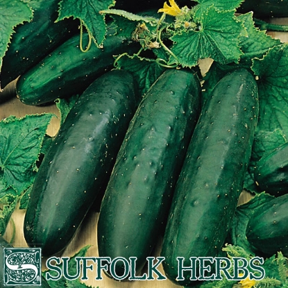 Picture of Cucumber Marketmore Organic Seed