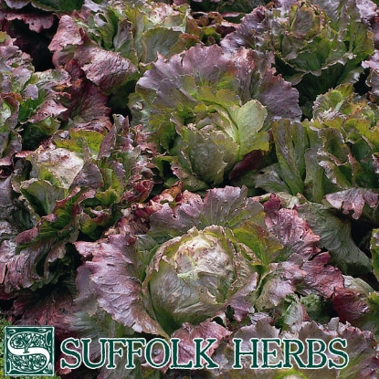 Picture of LETTUCE Marvel of Four Seasons ORGANIC SEED