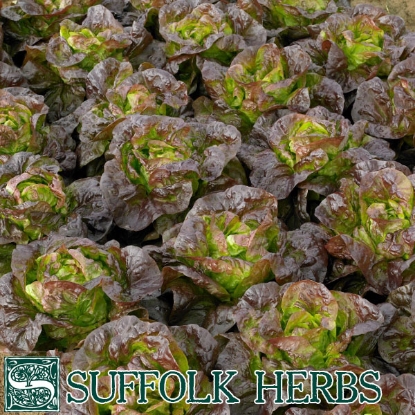 Picture of LETTUCE Roxy ORGANIC SEED