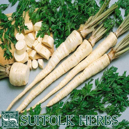 Picture of Parsley Hamburg Root Organic Seed