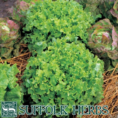 Picture of LETTUCE Salad Bowl ORGANIC SEED