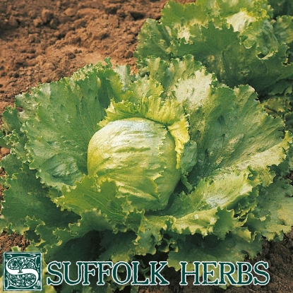 Picture of LETTUCE Saladin ORGANIC SEED