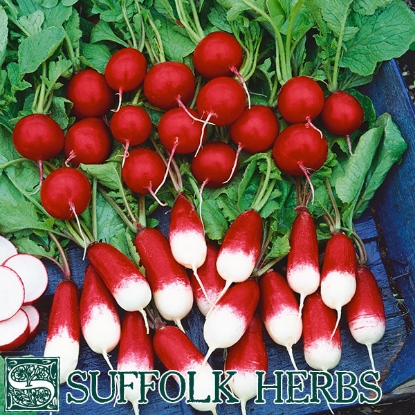 Picture of Radish Mixed ORGANIC SEED