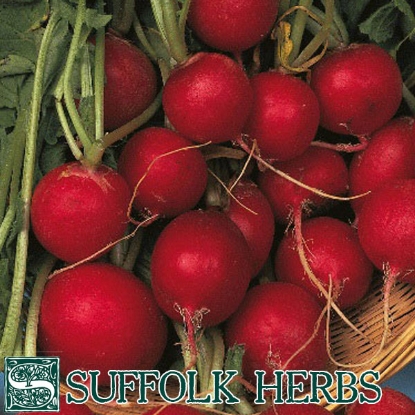 Picture of RADISH (Raphanus sativus) Scarlet Globe ORGANIC SEED