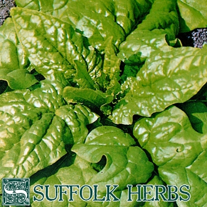 Picture of Organic Spinach Matador