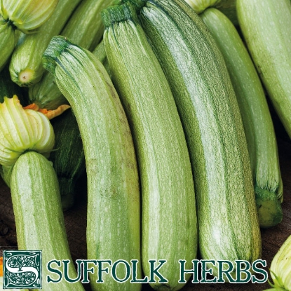 Picture of COURGETTE or ZUCCHINI Genovese ORGANIC SEED