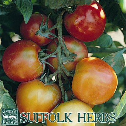 Picture of Organic Tomato St. Pierre Seed