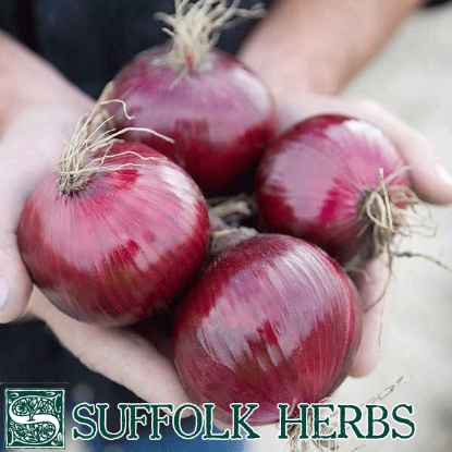 Picture of Onion Red Tide F1 Organic Seed