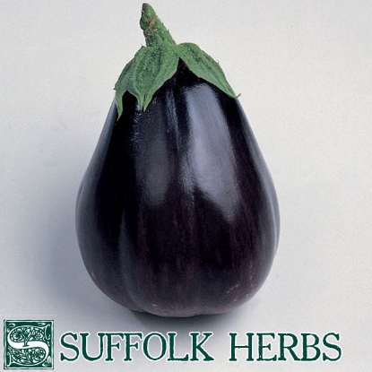 Picture of Organic Aubergine Egg Plant Black Beauty (Solanum melongena)