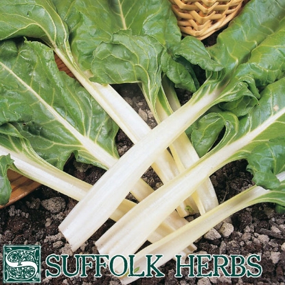 Picture of Leaf Beet (Beta vulgaris) Swiss Chard ORGANIC SEED