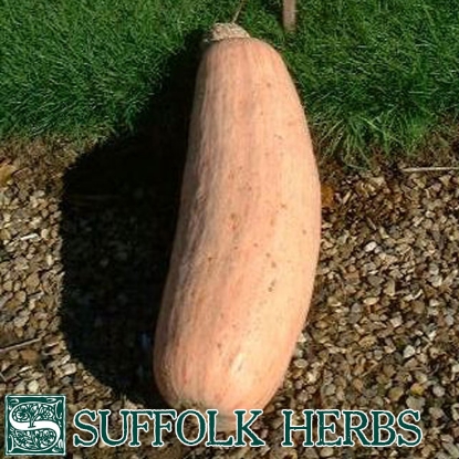 Picture of Squash  Pink Banana (Cucurbita pepo)