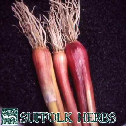 Picture of Spring Onion Welsh Red