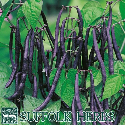 Picture of Snap Beans Purple Teepee