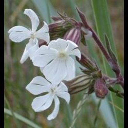 Picture of White Campion (Silene alba) P