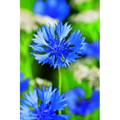 Picture of CORNFLOWER (Centaurea cyanus) A