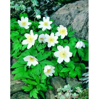 Picture of Wood Anemone (Anemone nemorosa) P