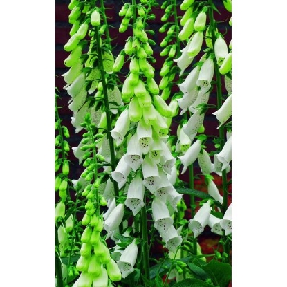 Picture of White Foxglove (Digitalis Alba) Bi-Po